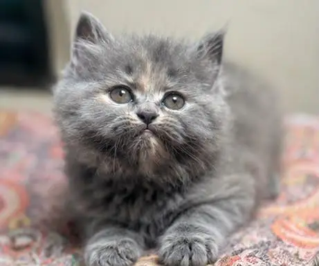 Cash on delivery Persian hmalyn British punch kitten — photo 11