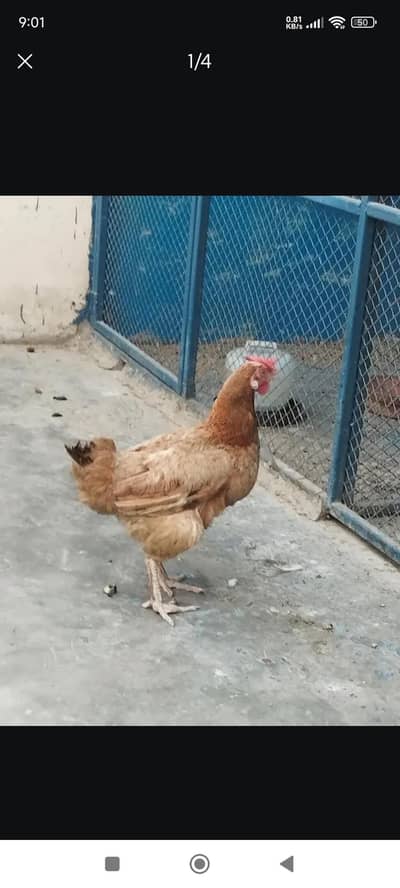 Golden Misri