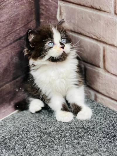 Cash on delivery Persian hmalyn British punch kitten