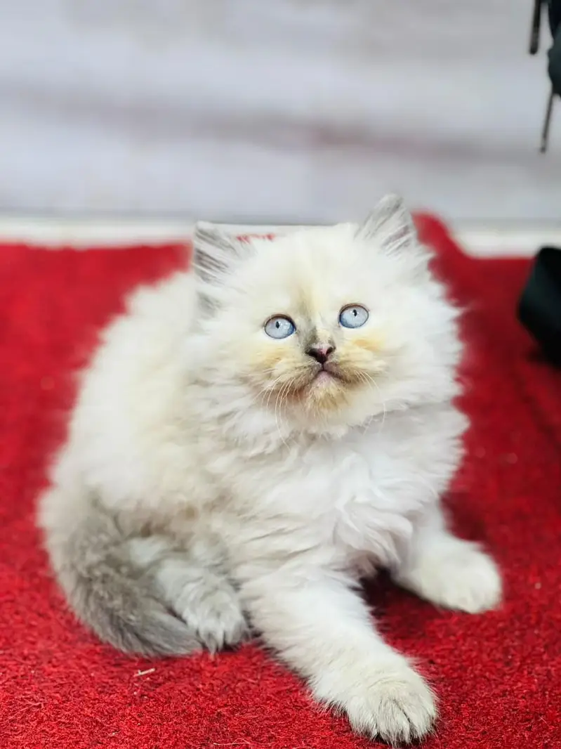 Cash on delivery Persian hmalyn British punch kitten — photo 3