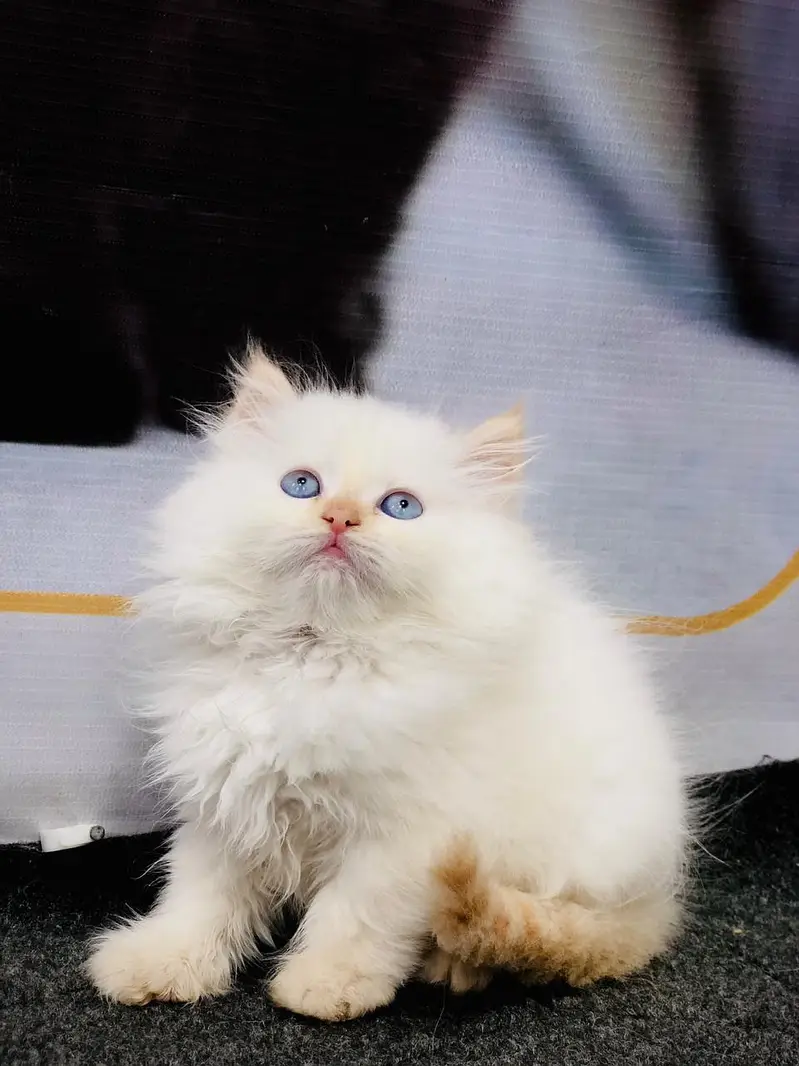 Cash on delivery Persian hmalyn British punch kitten — photo 4