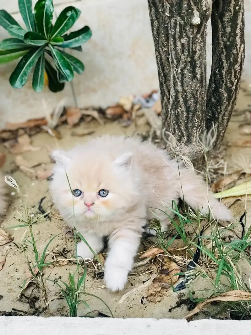 Cash on delivery Persian hmalyn British punch kitten — photo 9
