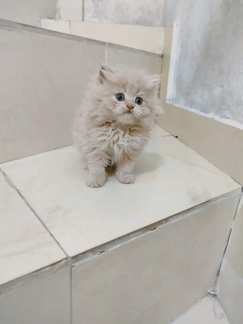 Cash on delivery Persian hmalyn British punch kitten — photo 11