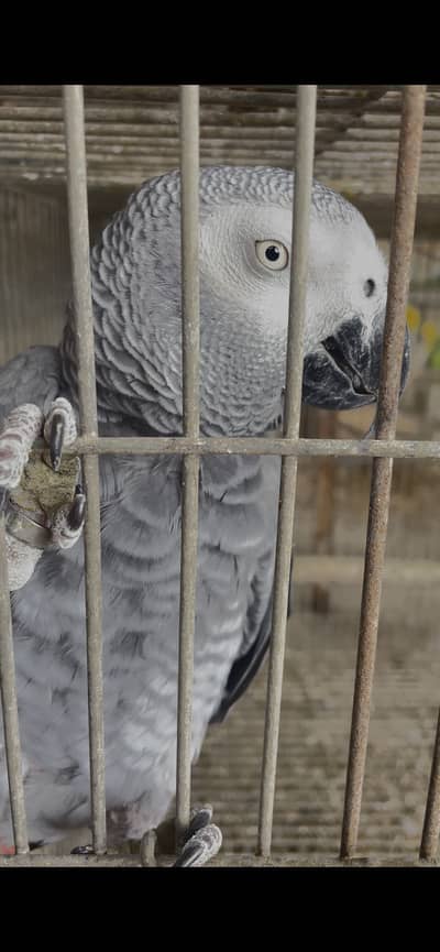 African grey parrot breeder female