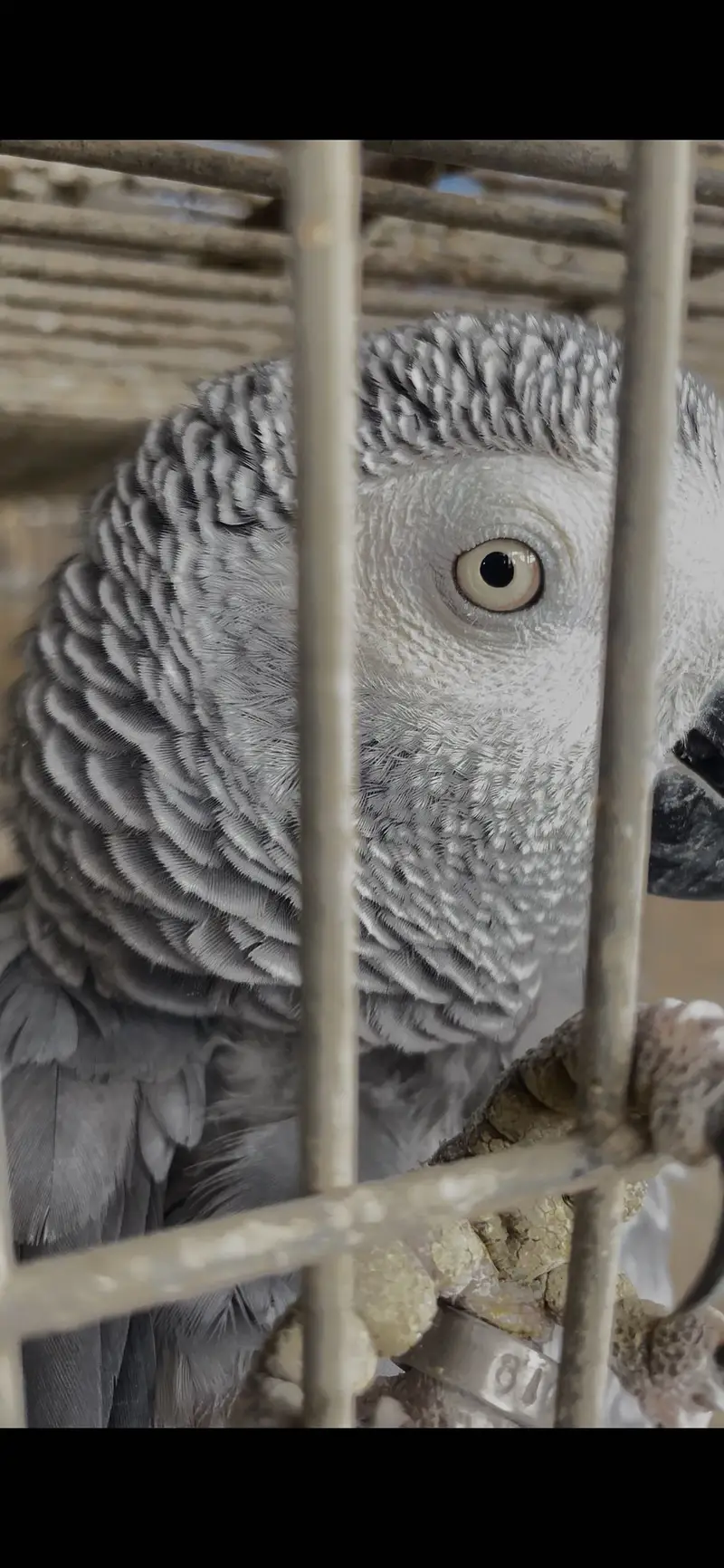 African grey parrot breeder female — photo 2