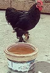 Bantam Breeder