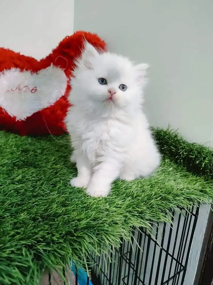 Cash on delivery Persian hmalyn British punch kitten — photo 2