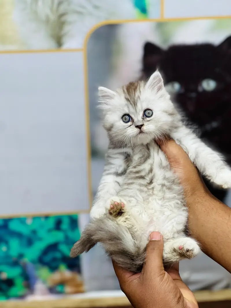 Cash on delivery Persian hmalyn British punch kitten — photo 3