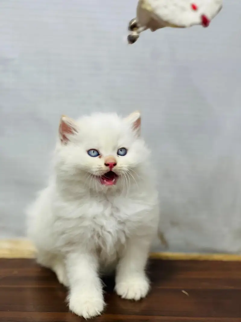 Cash on delivery Persian hmalyn British punch kitten — photo 5