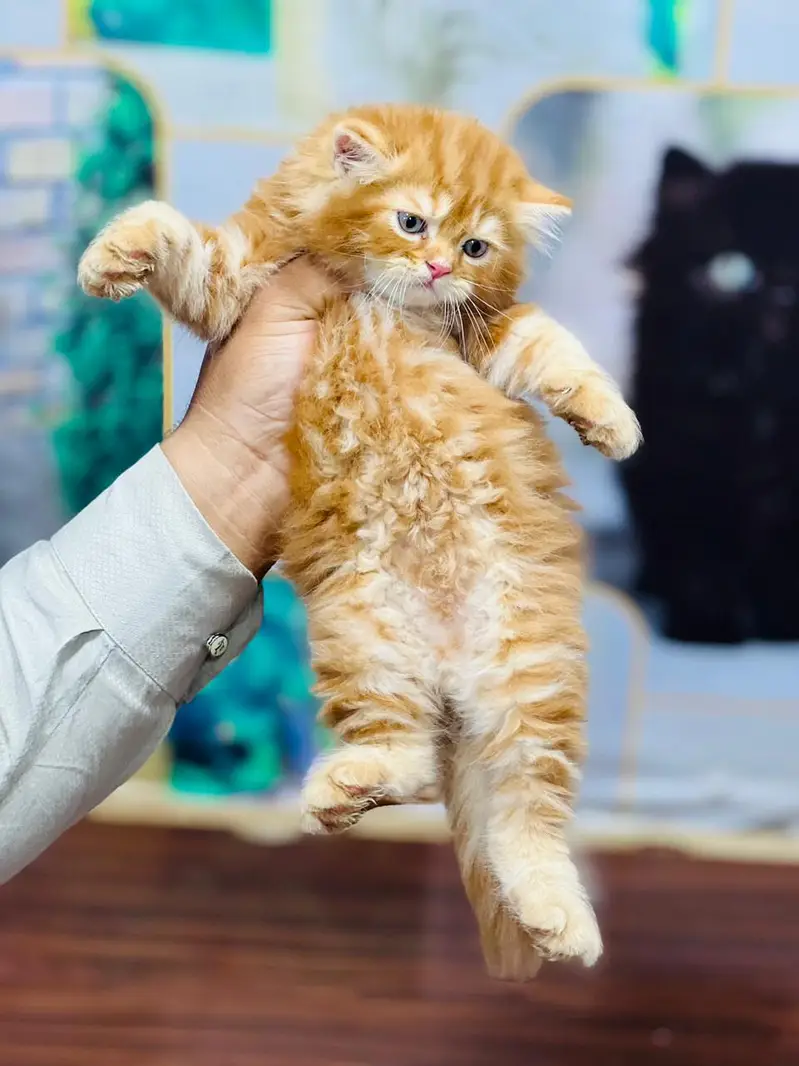 Cash on delivery Persian hmalyn British punch kitten — photo 6