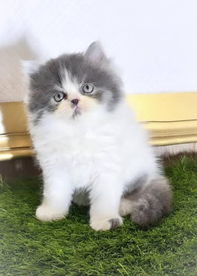 Cash on delivery Persian hmalyn British punch kitten
