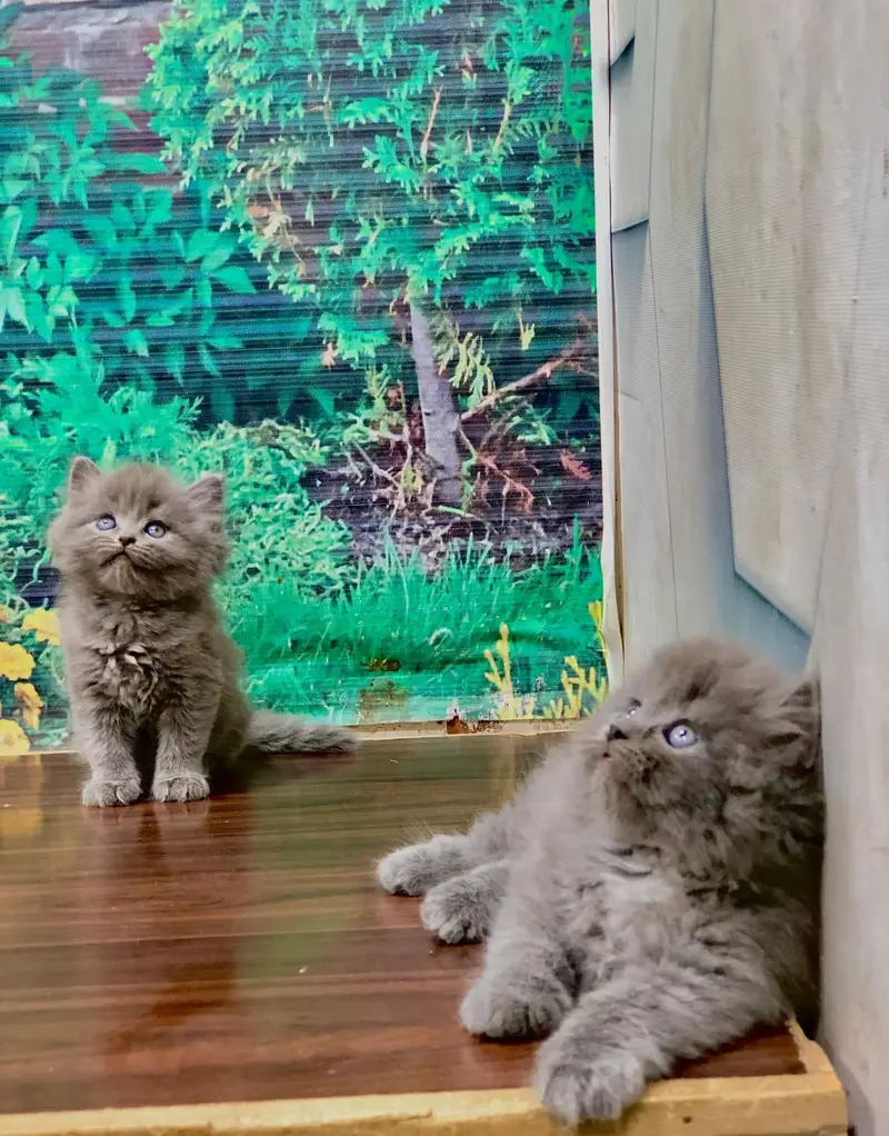 Cash on delivery Persian hmalyn British punch kitten — photo 12