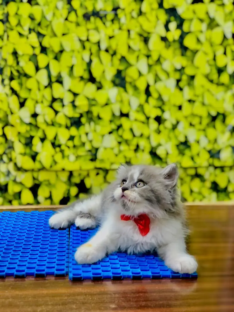 Cash on delivery Persian hmalyn British punch kitten — photo 9