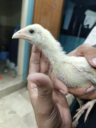 aseel chicks, lakha aseel,  mianwali cuhicks