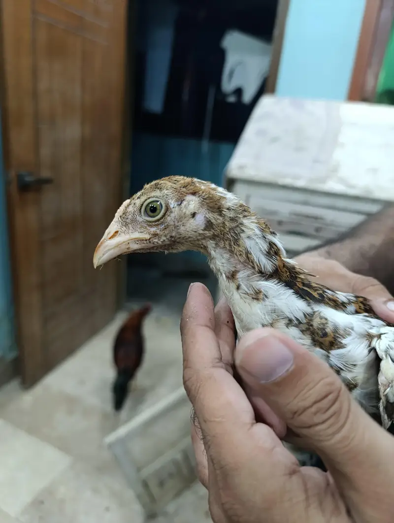 aseel chicks, lakha aseel,  mianwali cuhicks — photo 4