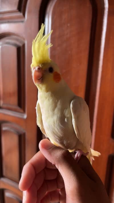 Hand tame Cream cockatiel red eyes