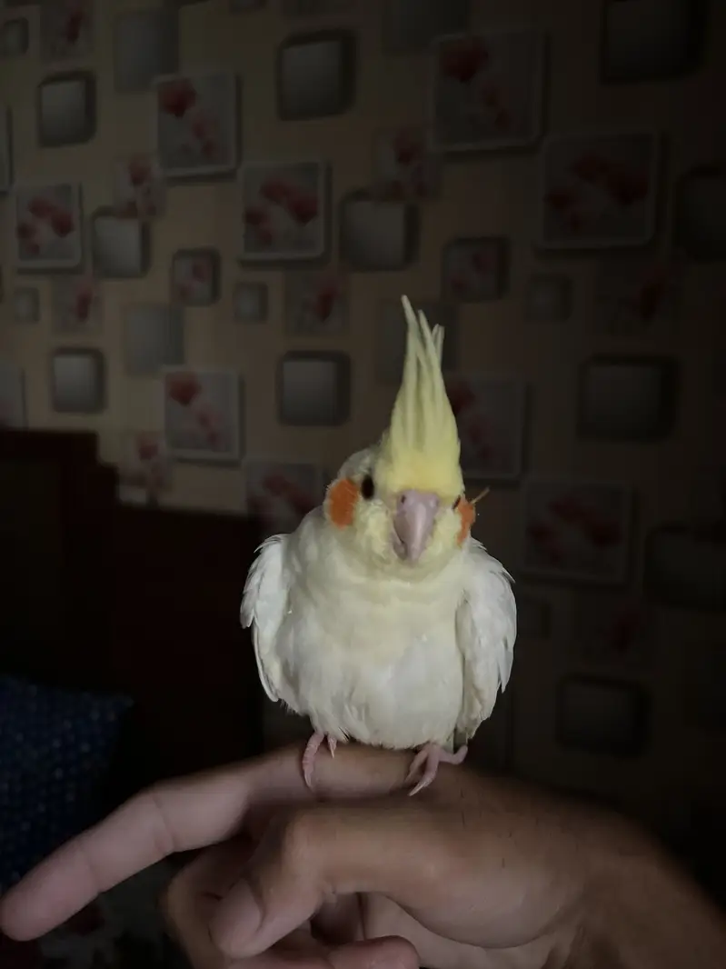 Hand tame Cream cockatiel red eyes — photo 2