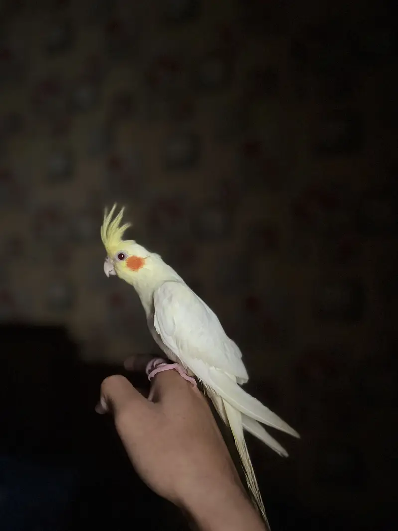 Hand tame Cream cockatiel red eyes — photo 3