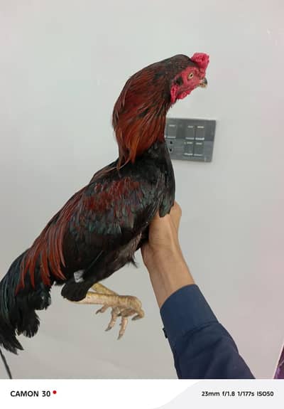 1 mianwali male,1 heera female for sale male = 6k madi = 3.5k