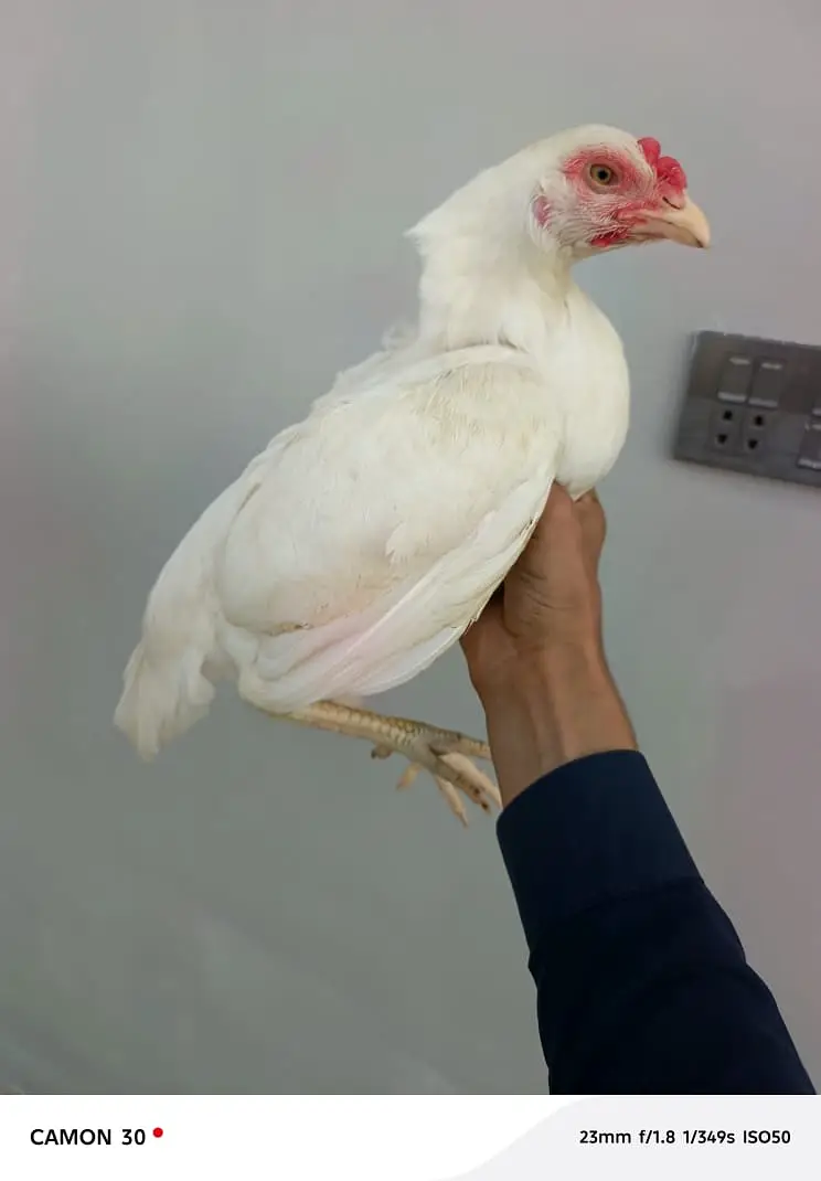 1 mianwali male,1 heera female for sale male = 6k madi = 3.5k — photo 2