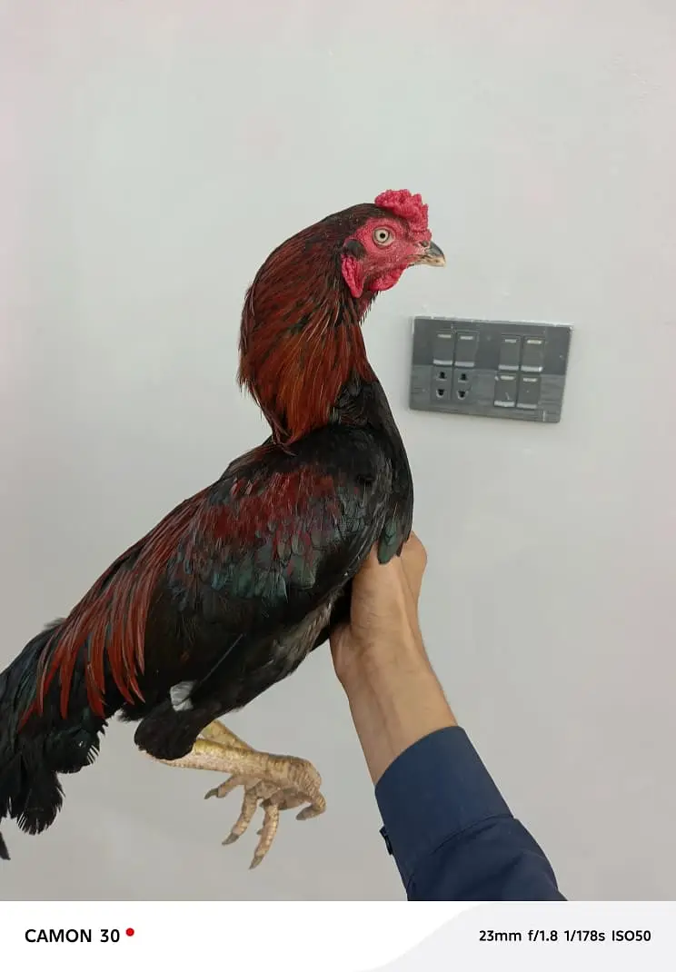 1 mianwali male,1 heera female for sale male = 6k madi = 3.5k — photo 3