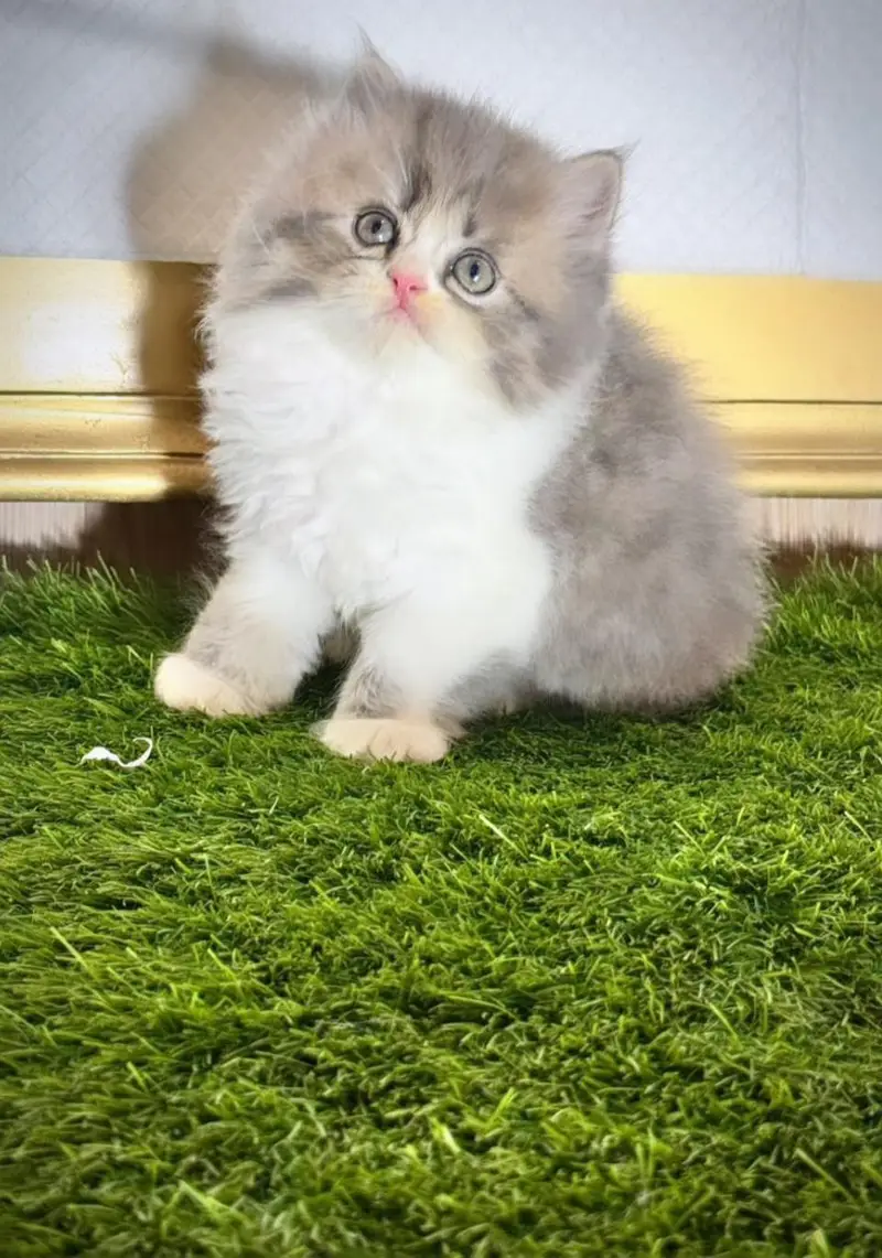 Cash on delivery Persian hmalyn British punch kitten — photo 2