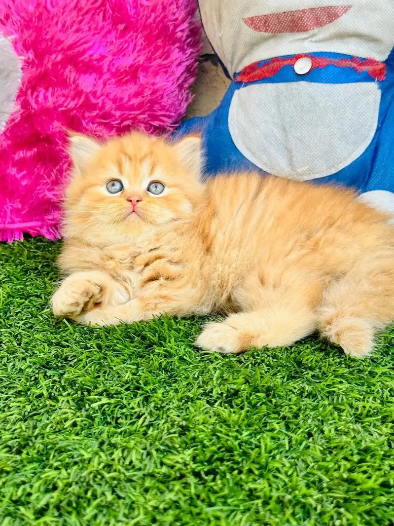 Cash on delivery Persian hmalyn British punch kitten — photo 3