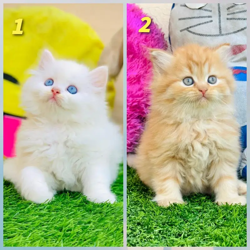 Cash on delivery Persian hmalyn British punch kitten — photo 4