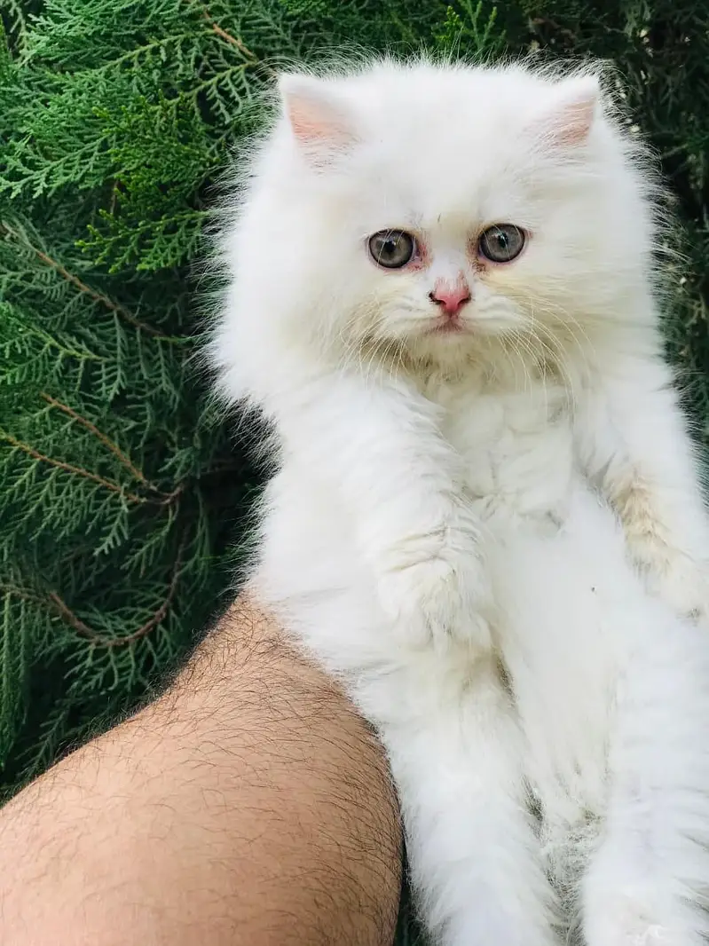 Cash on delivery Persian hmalyn British punch kitten — photo 5