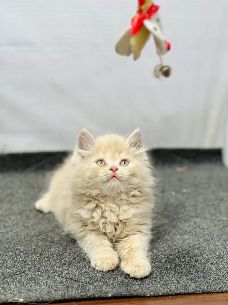 Cash on delivery Persian hmalyn British punch kitten — photo 7