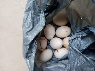 astralop set and Desi Misri eggs  and fancy white cochins ffor sale