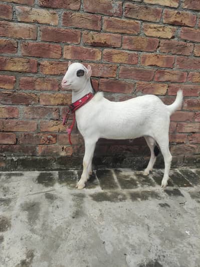 Pure hiran cross Teddy for sale ,  Contact: 03296141442