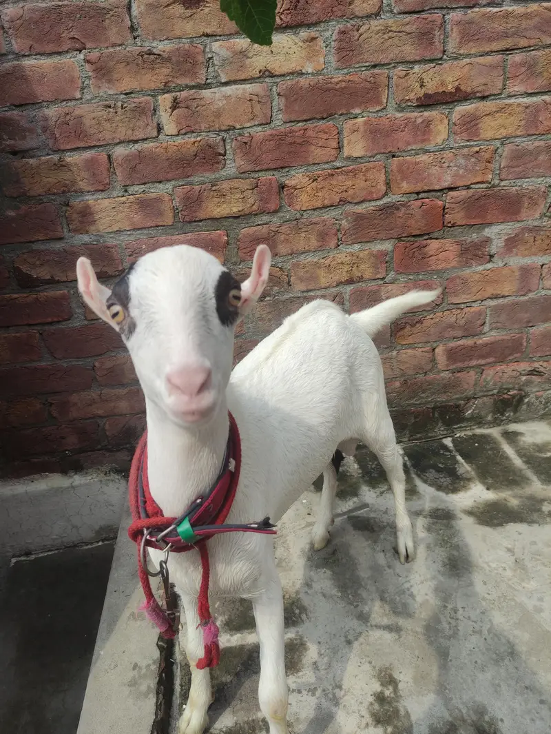 Pure hiran cross Teddy for sale ,  Contact: 03296141442 — photo 2