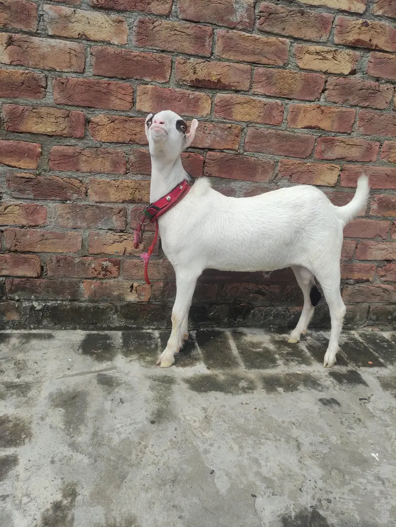 Pure hiran cross Teddy for sale ,  Contact: 03296141442 — photo 3