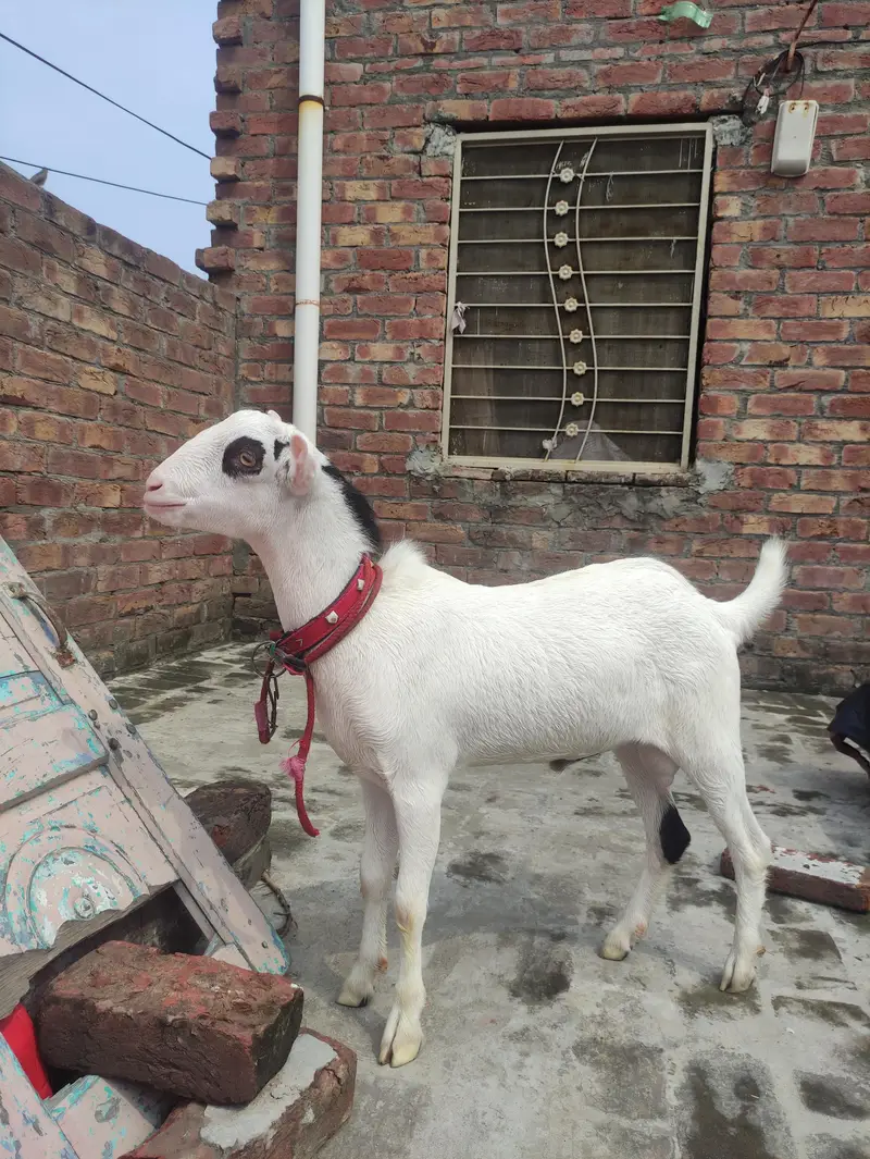Pure hiran cross Teddy for sale ,  Contact: 03296141442 — photo 4