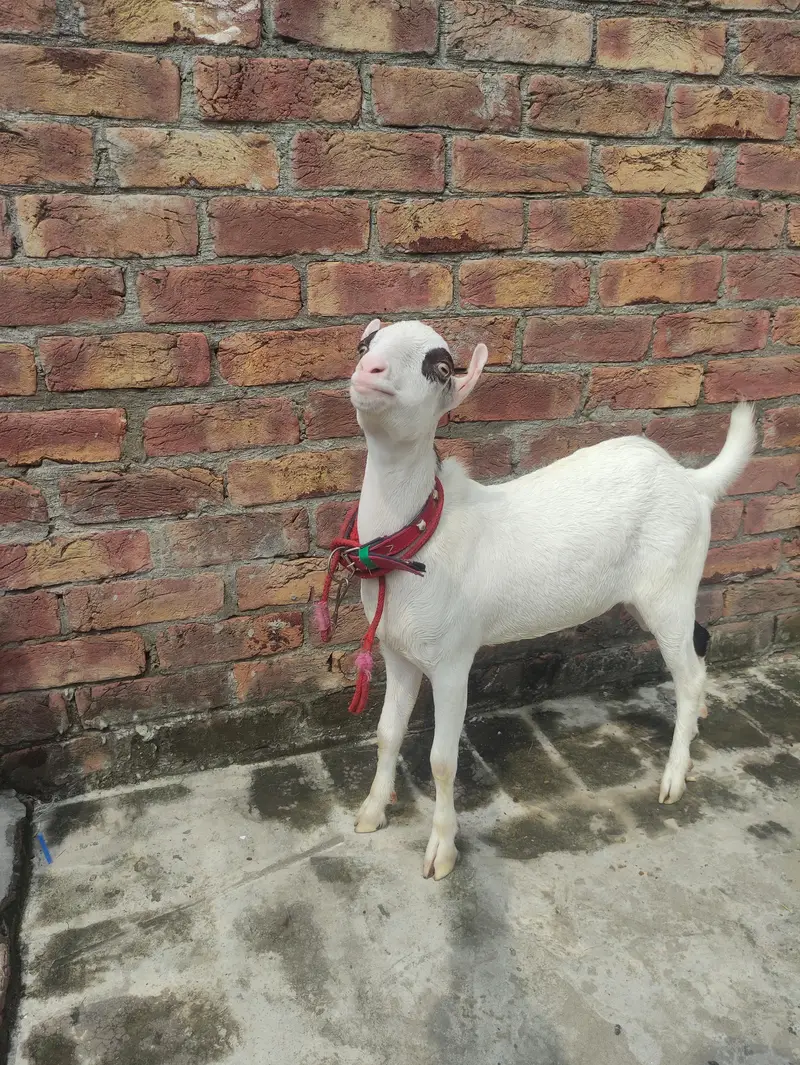 Pure hiran cross Teddy for sale ,  Contact: 03296141442 — photo 5