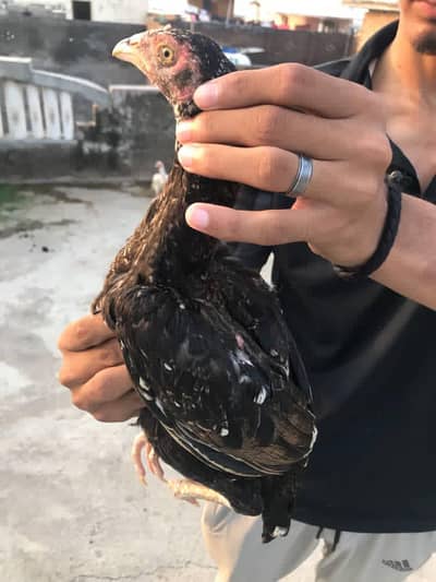 black female for sale and exchange high quailty waliii cheez