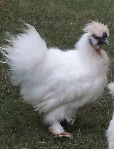 Silkie Male for Sale