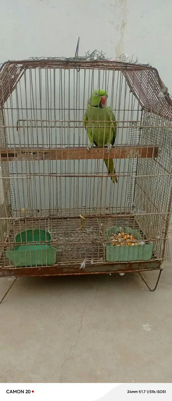 green ring neck — photo 2