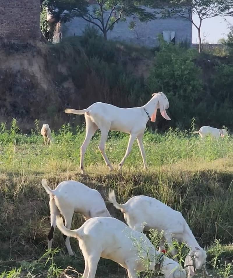 Goat 4dant 1