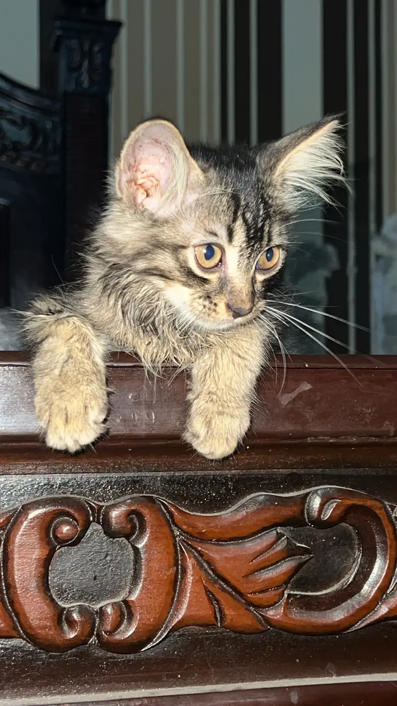 Male persian cat — photo 2