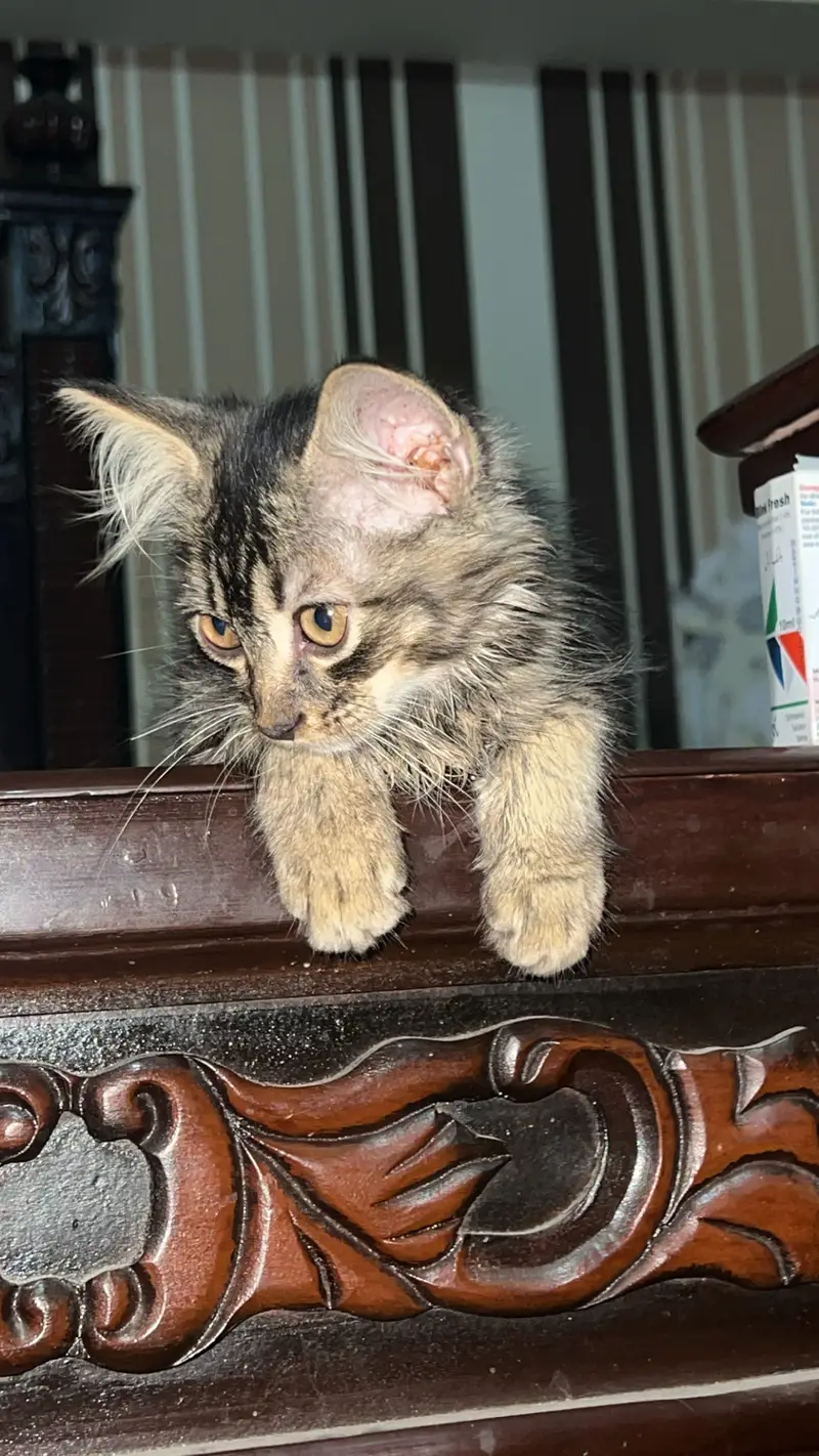 Male persian cat — photo 3