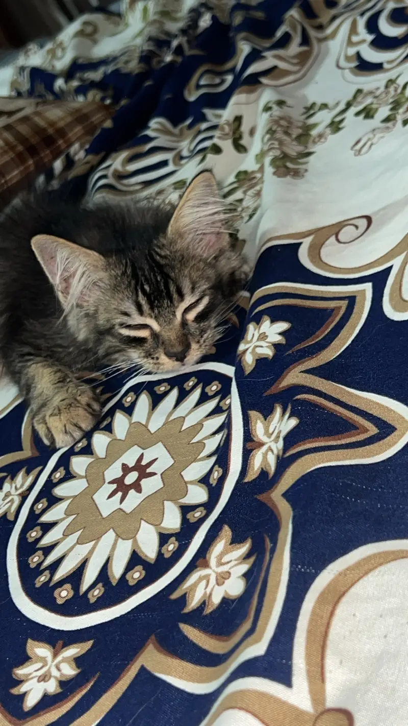 Male persian cat — photo 4
