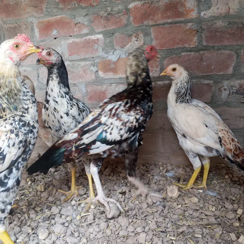 Sindhi aseel 6 pieces — photo 3