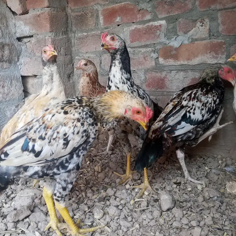 Sindhi aseel 6 pieces — photo 4