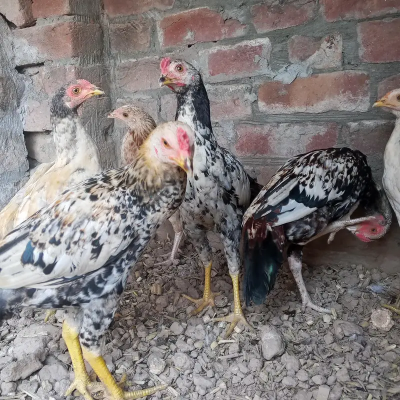 Sindhi aseel 6 pieces — photo 5