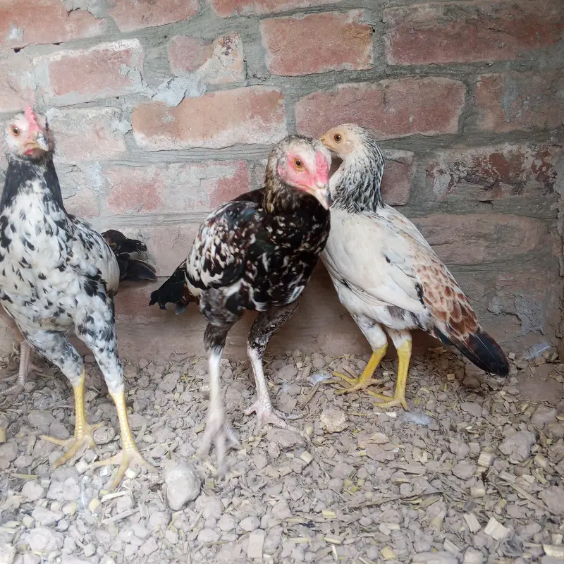 Sindhi aseel 6 pieces — photo 6