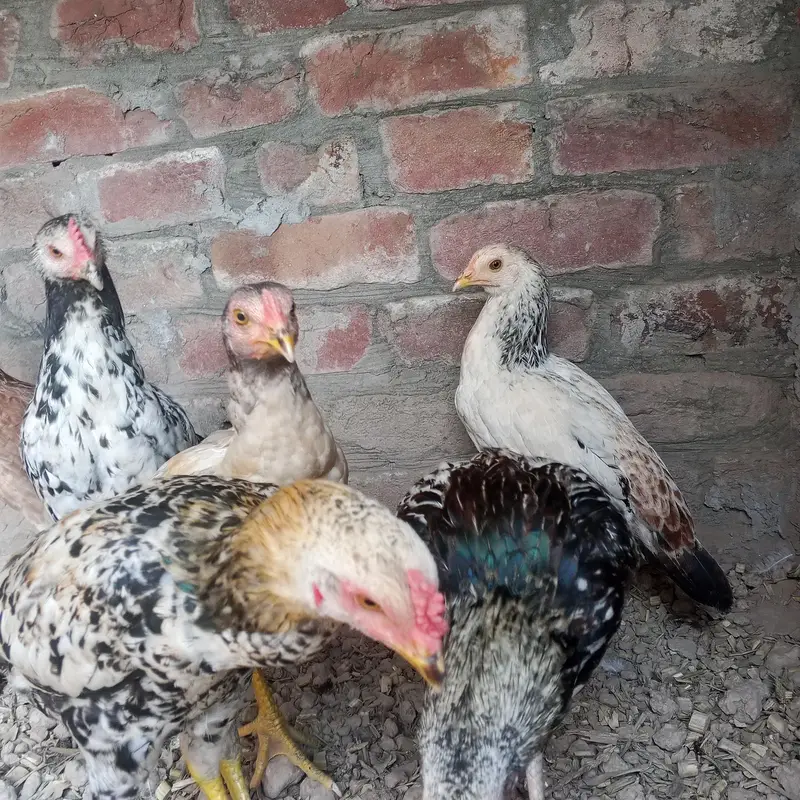 Sindhi aseel 6 pieces — photo 8