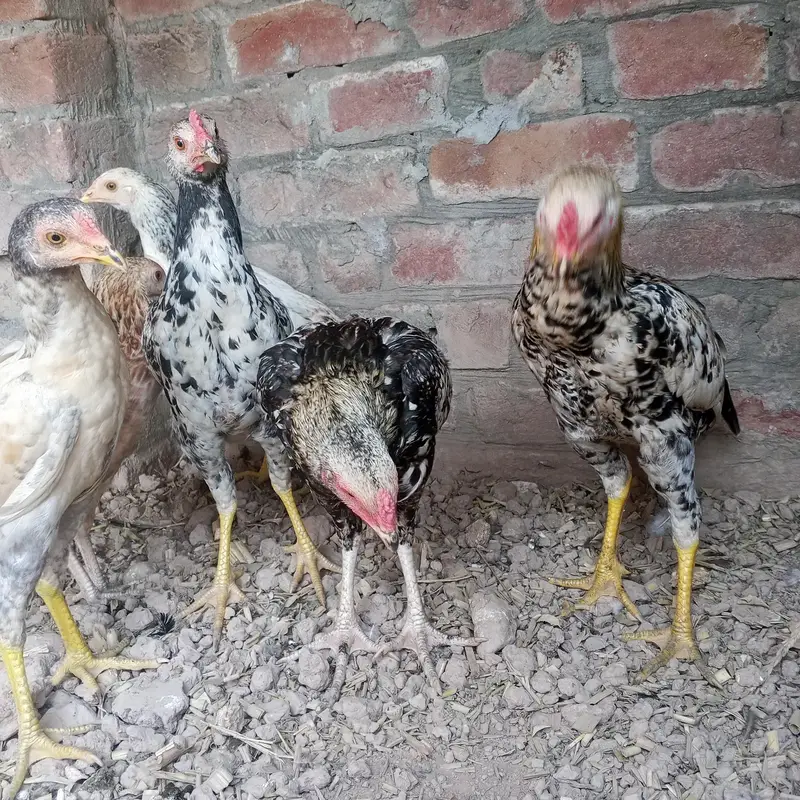 Sindhi aseel 6 pieces — photo 10