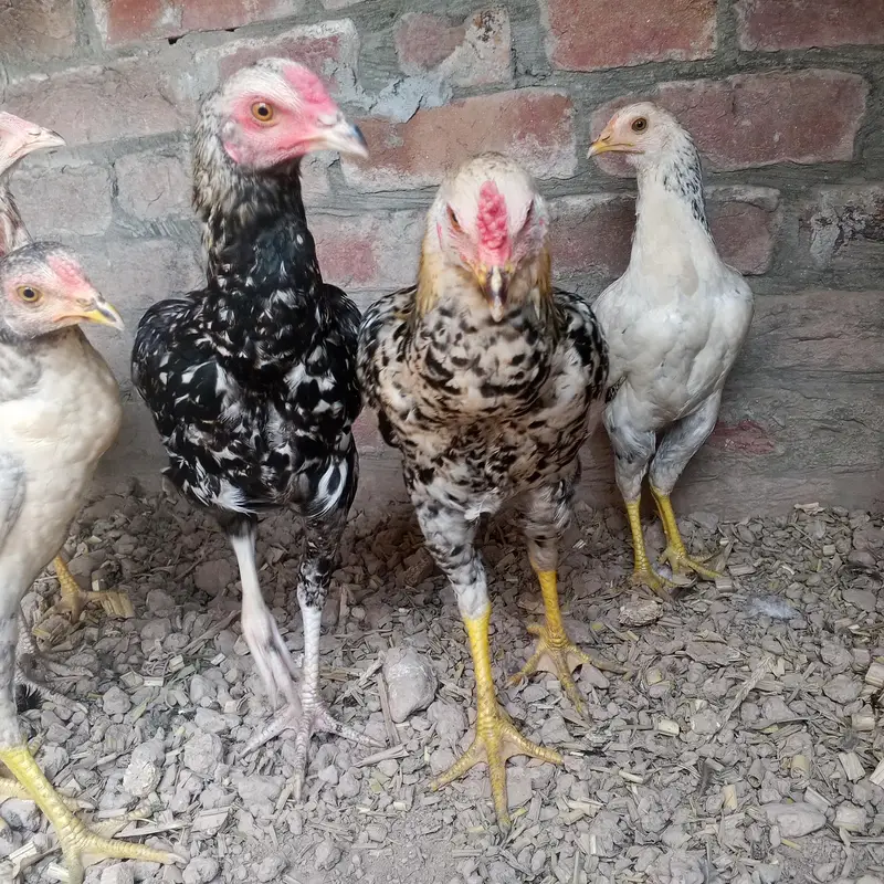 Sindhi aseel 6 pieces — photo 11